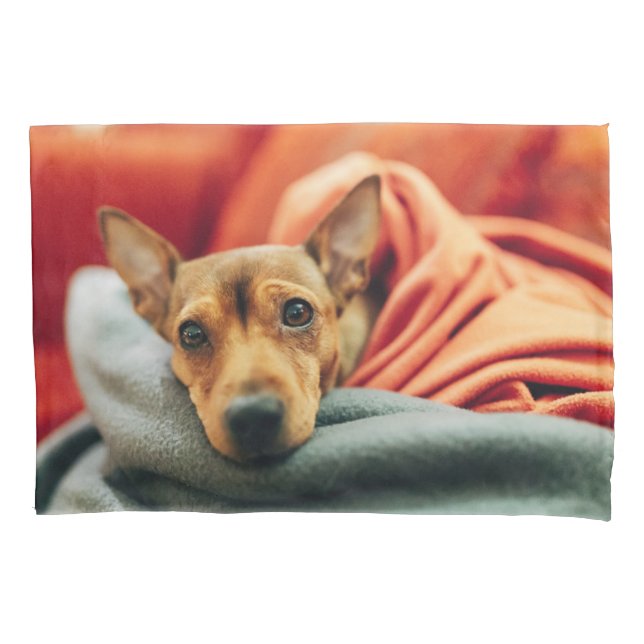 Bebês Mais Pobres | Pinscher miniatura (Frente)
