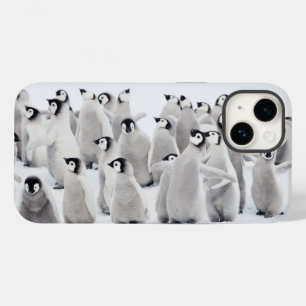 Bebês Mais Pobres   Pintinhos Imperadores Pinguins