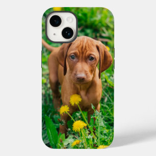 Bebês Mais Pobres   Pointer Puppy
