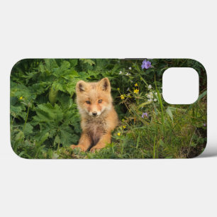 Bebês Mais Pobres   Red Fox em Umnak Alaska