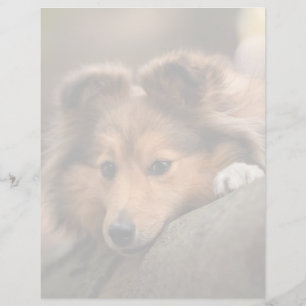 Bebês Mais Pobres Shetland Sheepdog Puppy