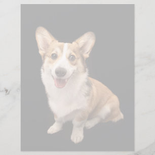 Bebês Mais Pobres Sorriso De Corgi Puppy