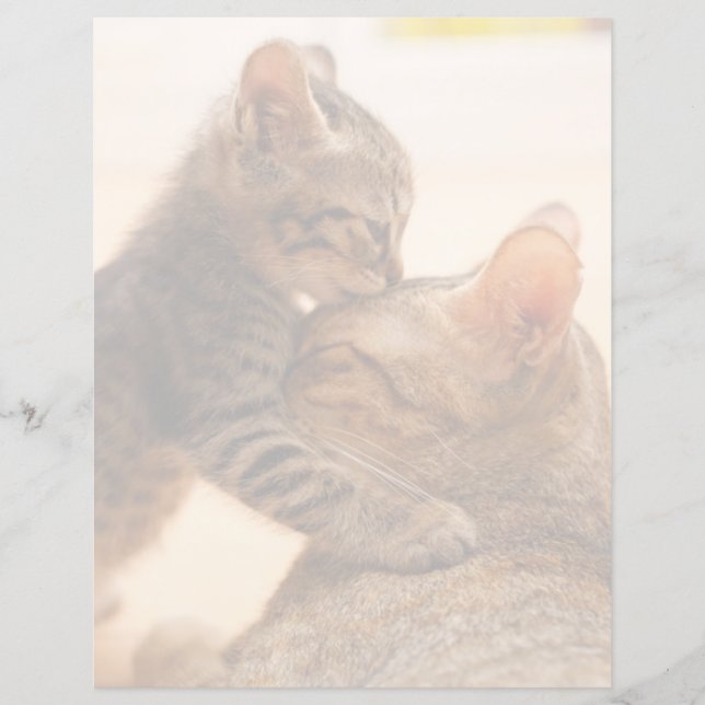 Bebês Mais Pobres | Tabby Kitten Kiss (Frente)