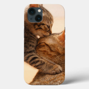 Bebês Mais Pobres Tabby Kitten Kiss