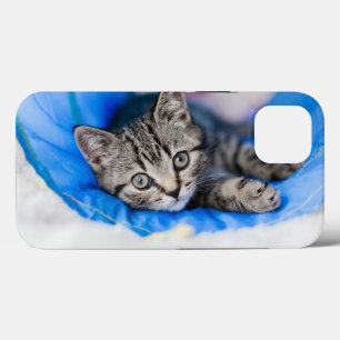 Bebês Mais Pobres Tabby Kitten no Túnel Play