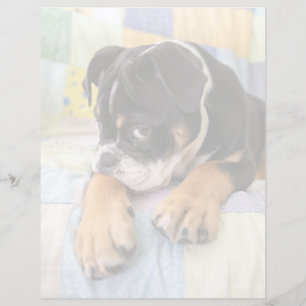 Bebês Mais Pobres   Tímido Bulldog Inglês