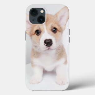 Bebês Mais Pobres   Tiny Corgi
