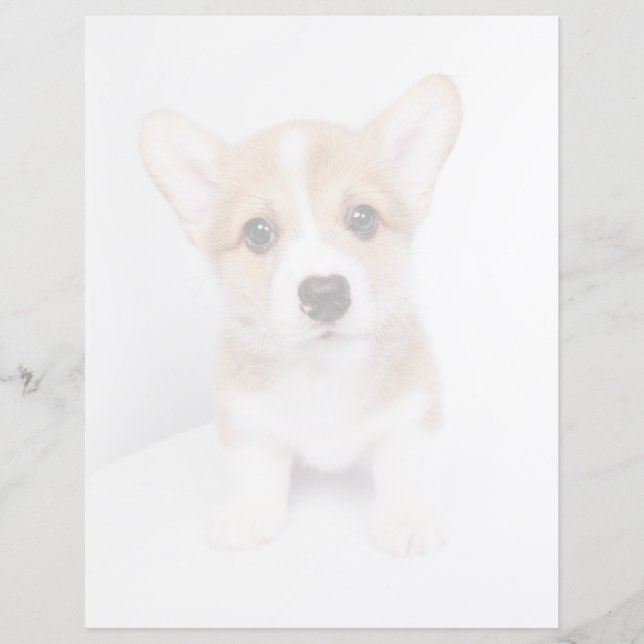 Bebês Mais Pobres | Tiny Corgi (Frente)