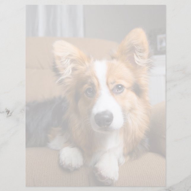 Bebês Mais Pobres | Torneiras de Corgi de Cabelo L (Frente)
