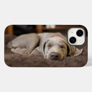 Bebês Mais Pobres Weimaraner Cãozinho Dormir