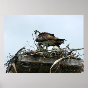Bebês Osprey na Poster