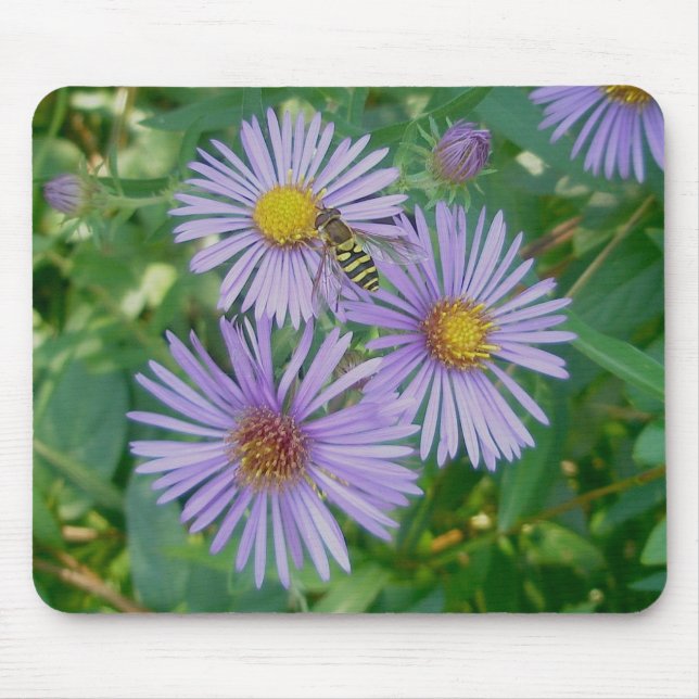Bebida Mosca e Púrpura Asters Mousepad (Frente)