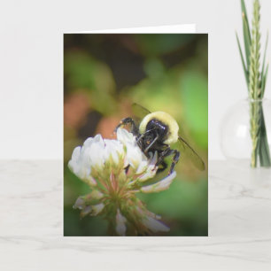 Bee, cartão