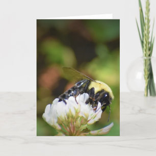 Bee, cartão