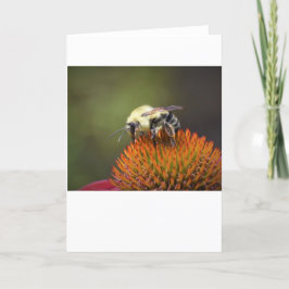 Bee, cartão