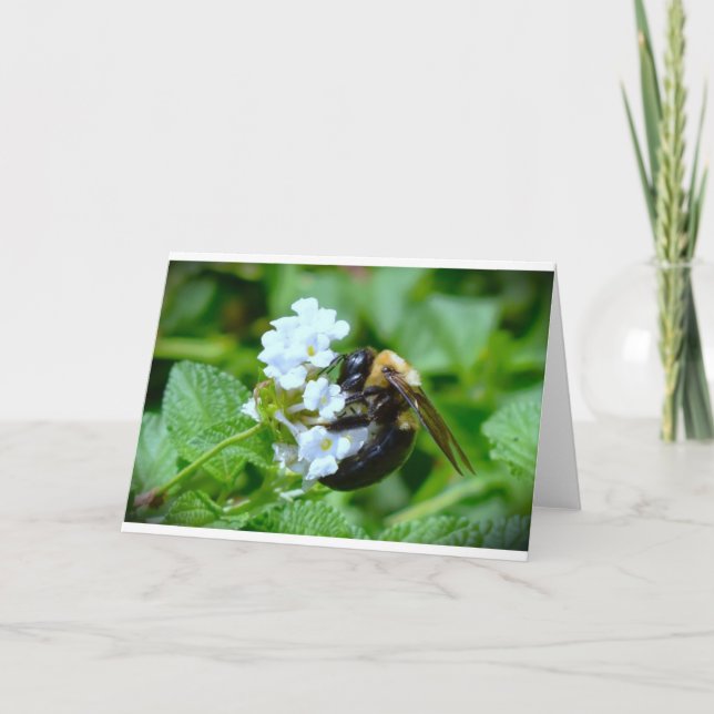 Bee, cartão (Frente)