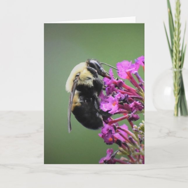 Bee, cartão (Frente)