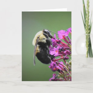 Bee, cartão
