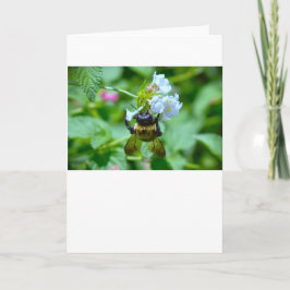 Bee, cartão