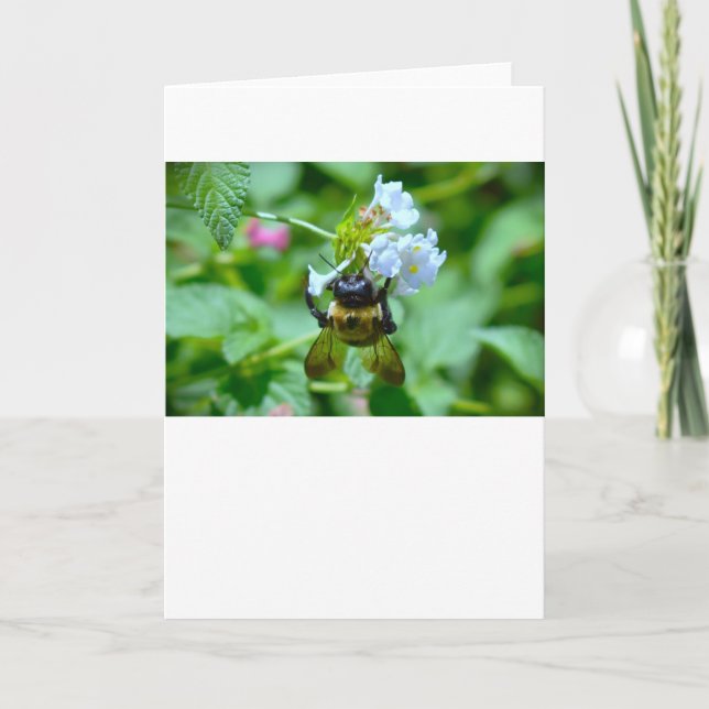 Bee, cartão (Frente)