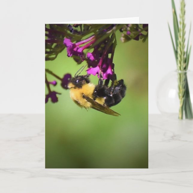 Bee, cartão (Frente)