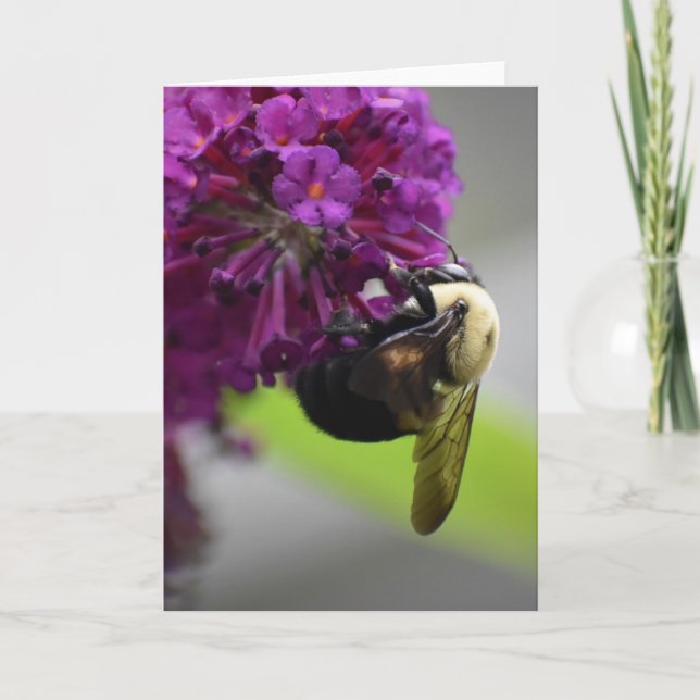 Bee, cartão (Frente)
