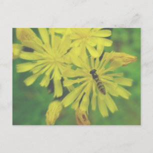 Bee Fly no cartão postal Hawkweed
