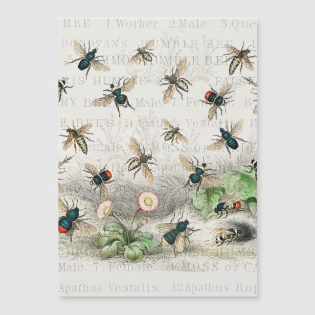 Bee Honey Queen Bees Antique (Frente)