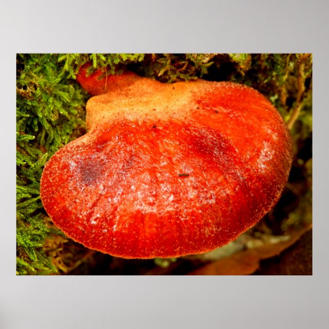 Beefsteak Fungus Poster (Frente)
