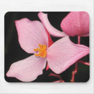 Begónia cor-de-rosa Mousepad