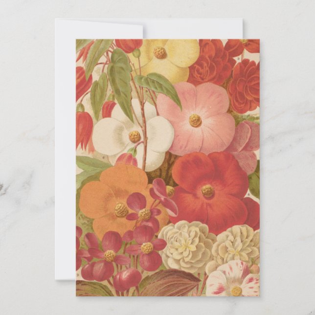 Begonia | George Nicholson (Frente)