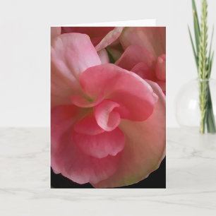 Begónias cor-de-rosa, cartão da pintura de Digit