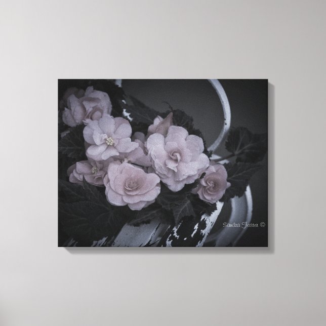 Begonias Na Canvas Da Galeria De Cenas De Bench Ga (Frente)