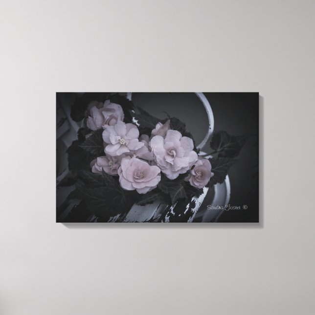 Begonias Na Canvas Da Galeria De Cenas De Bench Ga (Frente)