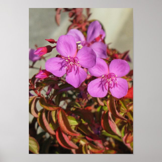 Begonias poster (Frente)