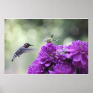 beija-flor com poster de dahlias roxo