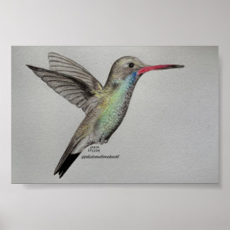 Beija-flor Iridescente | Impressão de Arte em Dese