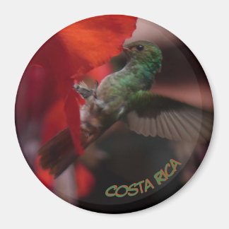 Beija-flor verde no busto de flores laranja. Íman