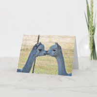 Beijando alpacas em um cartão da arte de Frameable