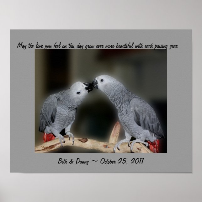Beijando Parrots Bonito Poster (Frente)
