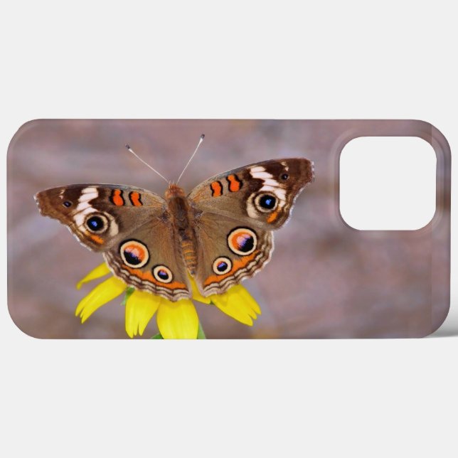 Bela borboleta na Flor Amarela (Verso (horizontal))