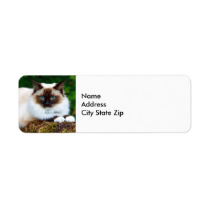 Bela Etiqueta de Foto de Gato Siamês