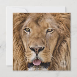 Bela Fotografia do Zoo Safari Lion