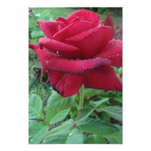 Bela Impressão de Foto de uma Rosa Vermelha com Go