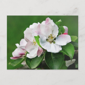 Bela Macieira em Flor Cartão Postal de Primavera