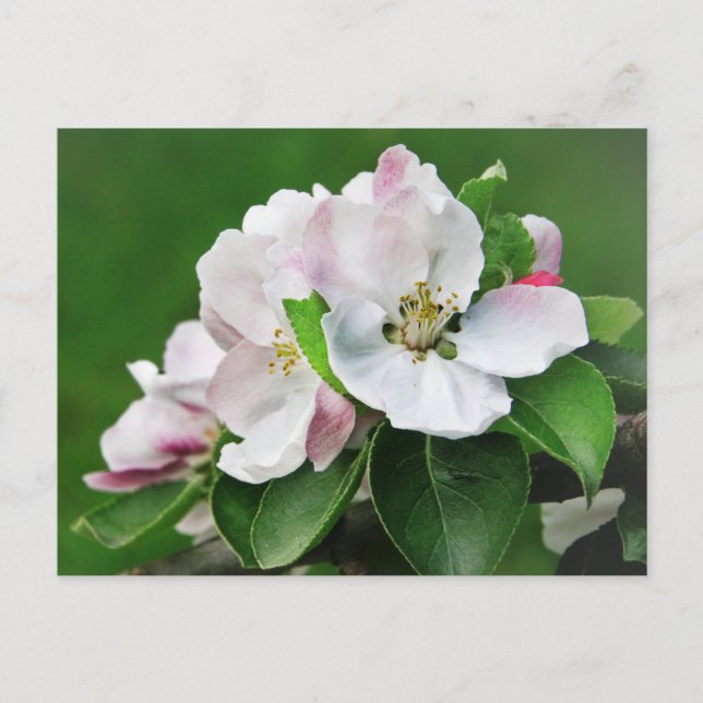 Bela Macieira em Flor Cartão Postal de Primavera (Frente)