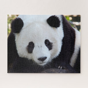 Bela Panda Gigante, Quebra-cabeça de Jigsaw