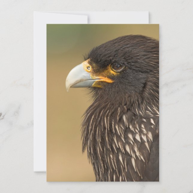 Bela Pássaro do Convite à Apresentação (Frente)