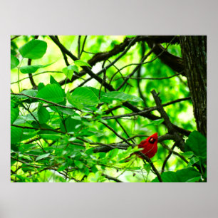 Bela primavera de aves cardinhas poster