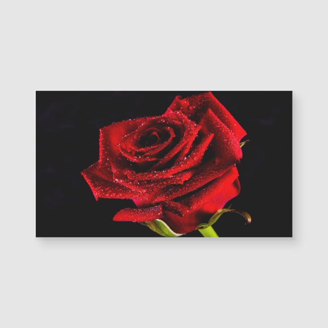 Bela rosa vermelha (Frente)